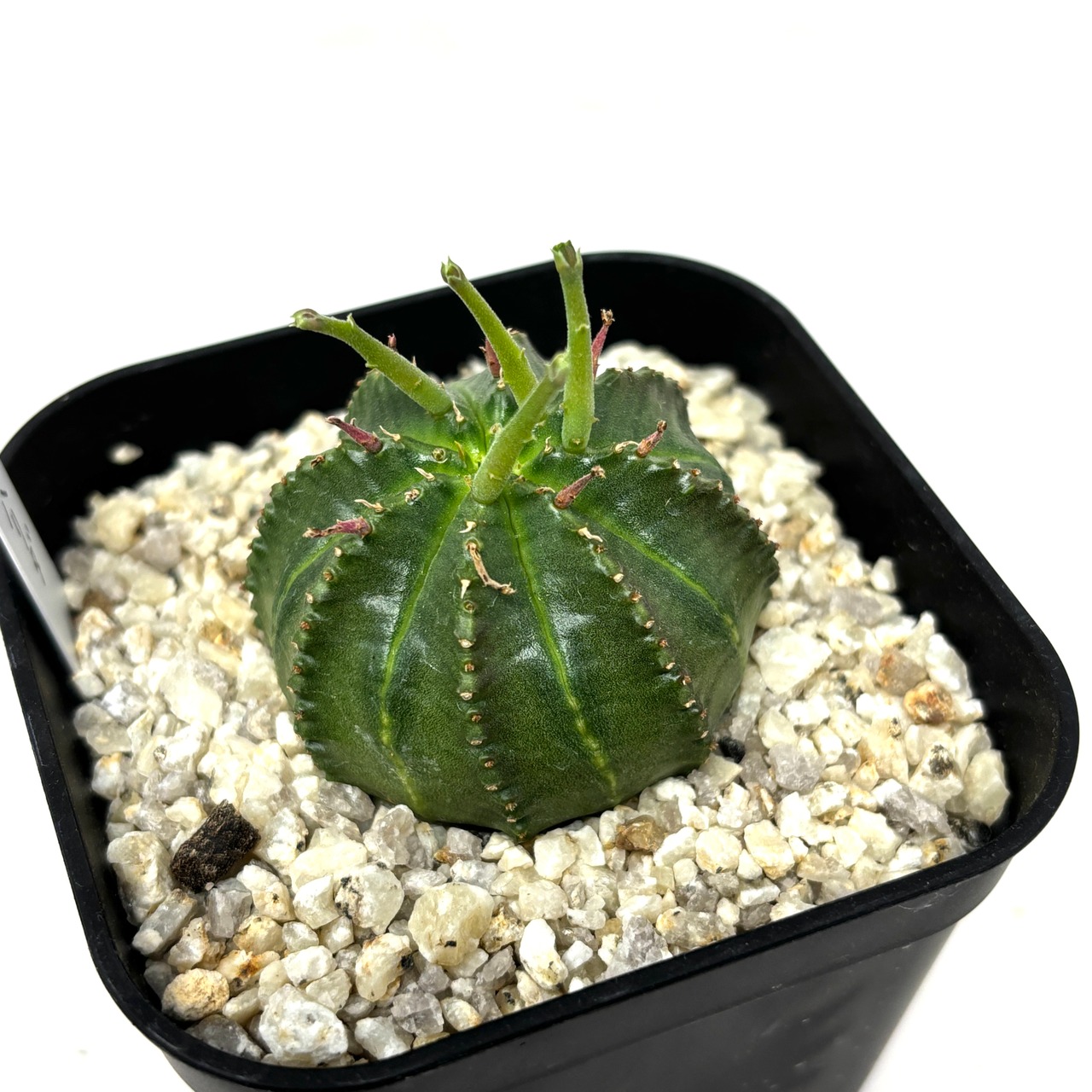 ユーフォルビア ゼブラバリダ【761】