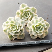 カット苗 マカベアナ錦 子苗 Echeveria 'Makevenia Variegated'