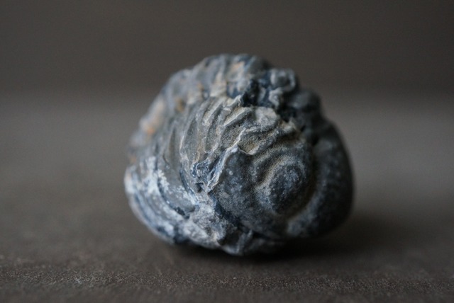 モロッコ産三葉虫化石エンロール(防御姿勢) Trilobite Phacops sp. 1165