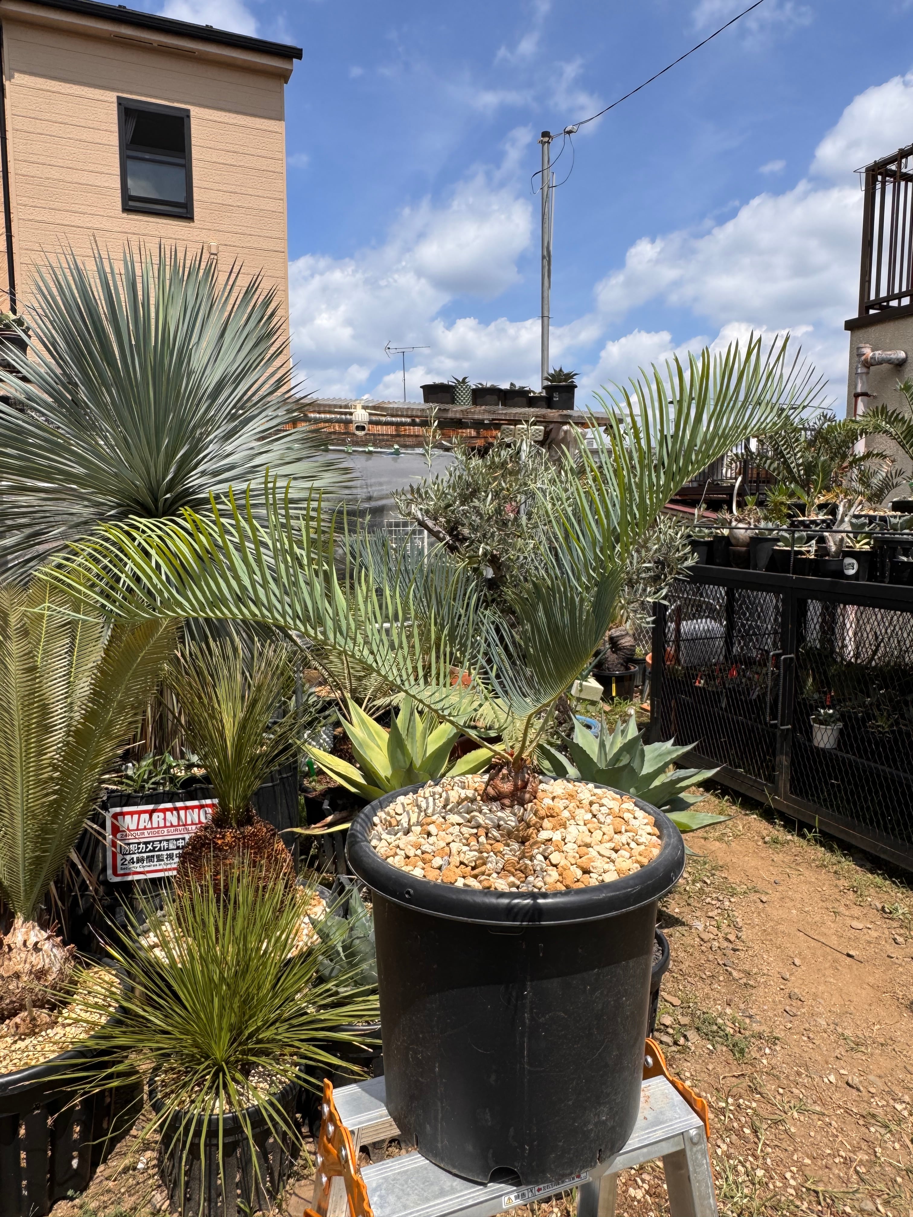 Cycas cairnsiana サイカスカイルンシアナ | +81aqua.plants