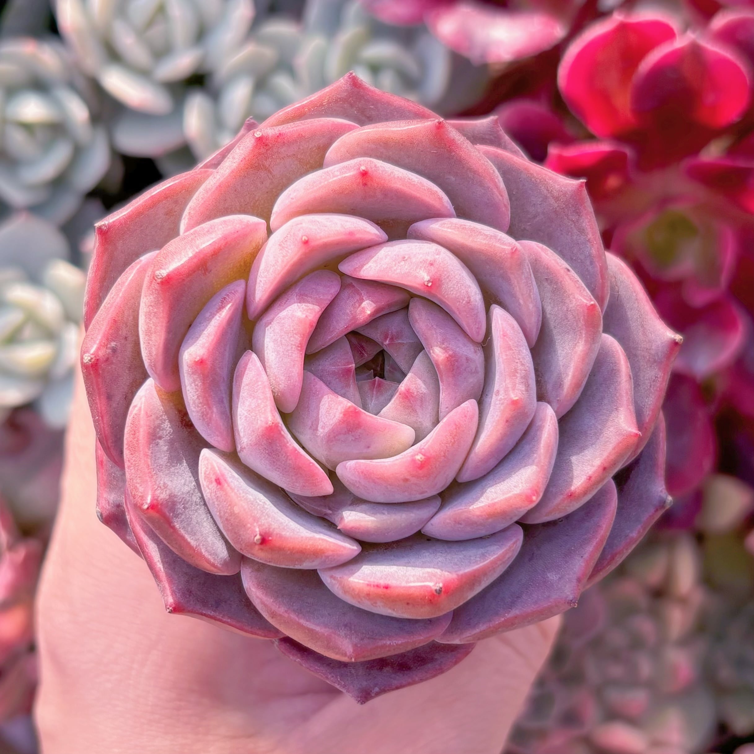 多肉植物　アイスベビー　新入荷　るる農園