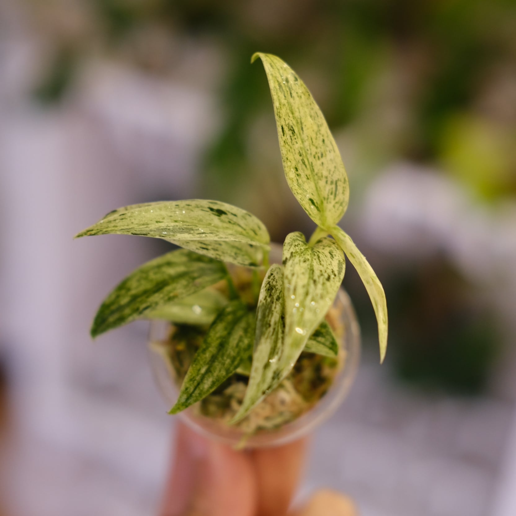 Anthurium. SKG Pink Lemonade × A.Zara Michelle④