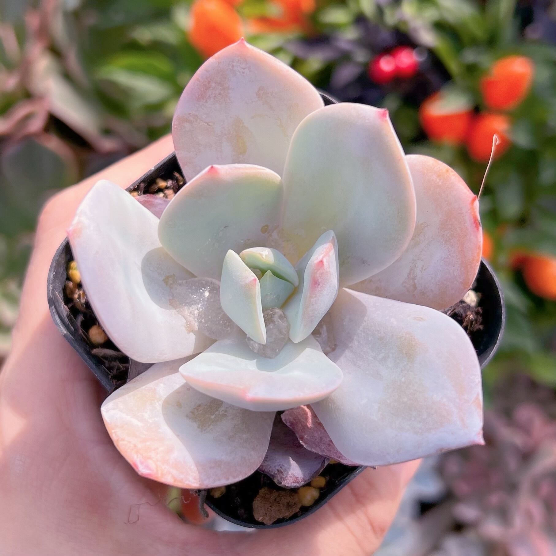 多肉植物　暮雪　るる農園