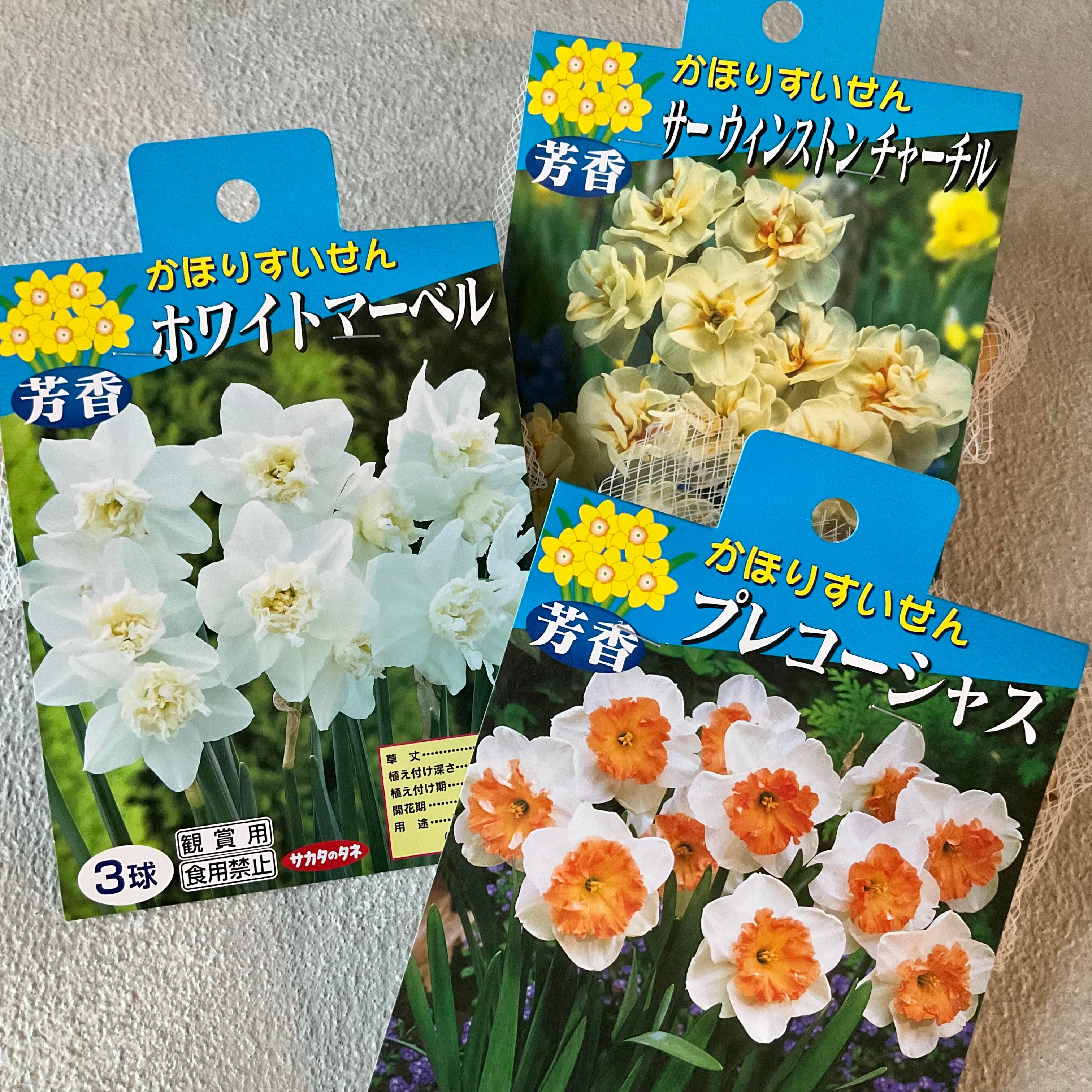 すいせん 選べる 7種 橋本種苗園