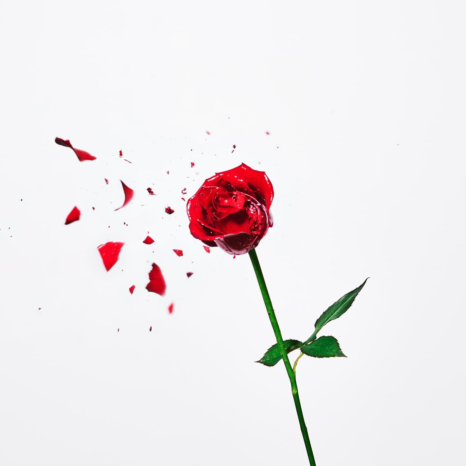 ダジャ絵t 7インチレコード 薔薇がバラバラ Dajarecord Shop ダジャレコードショップ