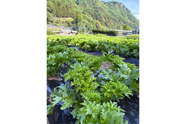 【さわやかな辛味】わさび菜・170〜200g(5/17発送開始)