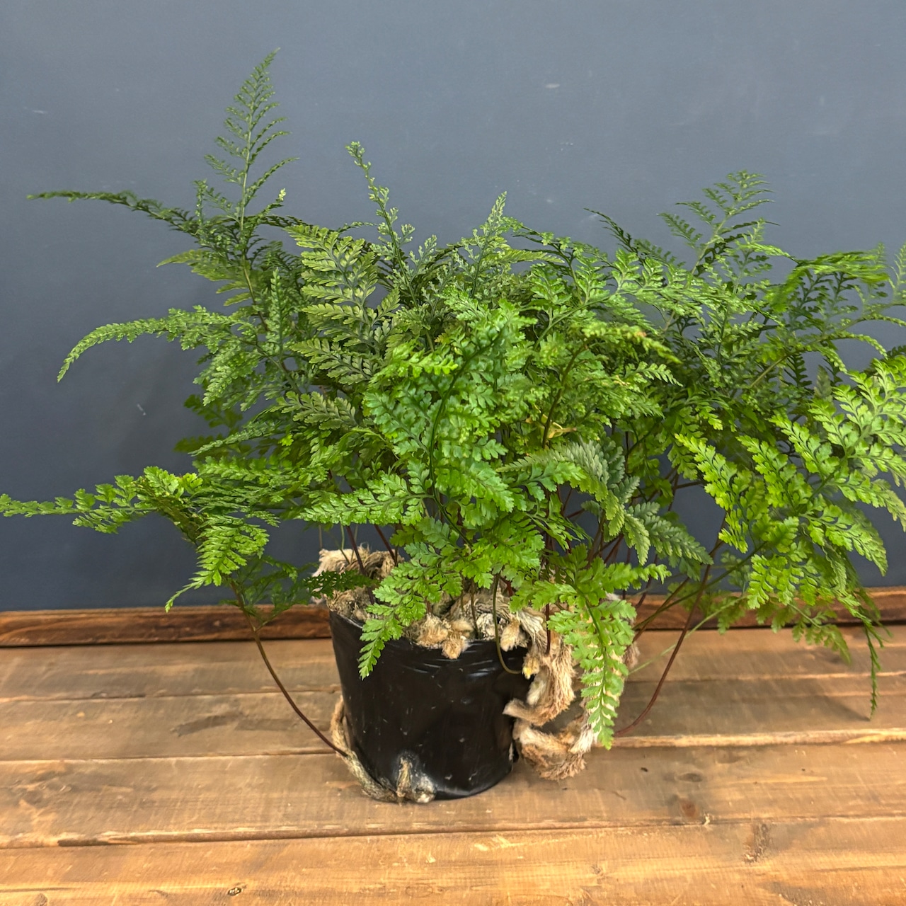 トキワシノブ【1069】