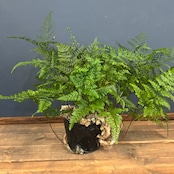 トキワシノブ【1069】