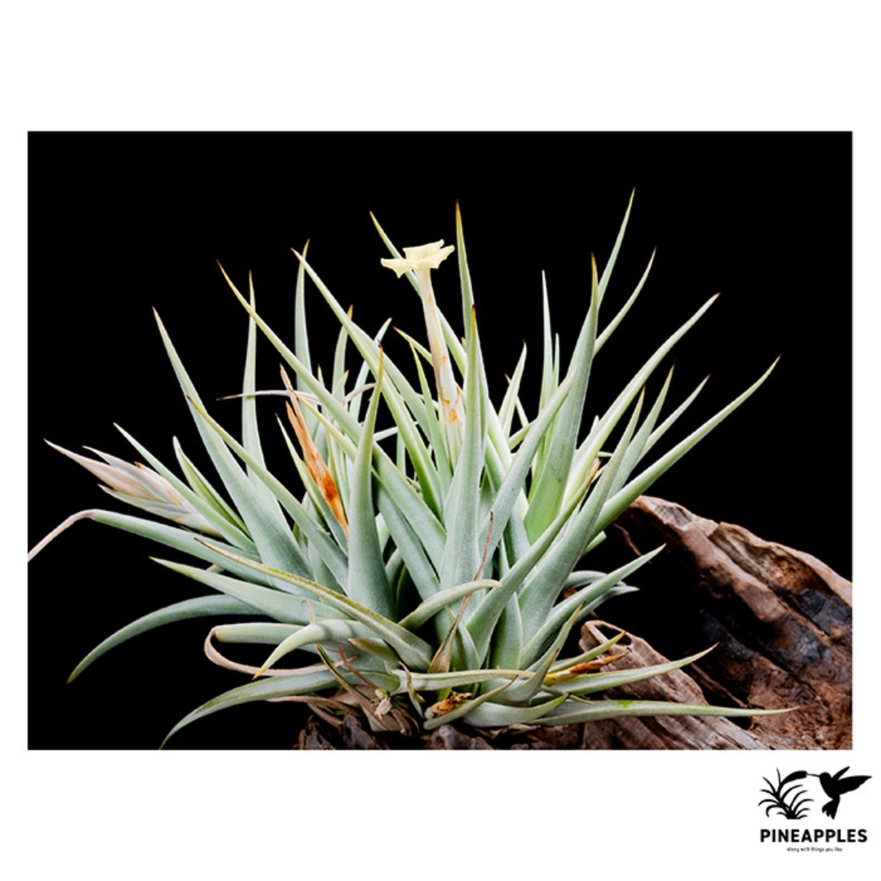 Tillandsia xiphioides var. lutea (Small) - 3