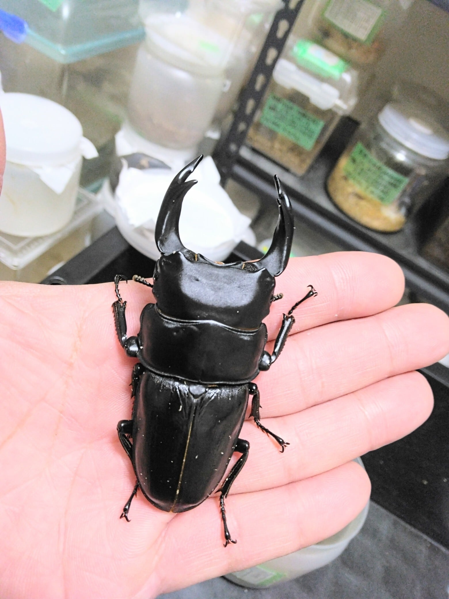 53ミリ 能勢YG血統 オオクワガタ成虫メス 同居済み 5333 むしや本舗 新成虫 能勢YG オオクワガタ 成虫 メス単品 各