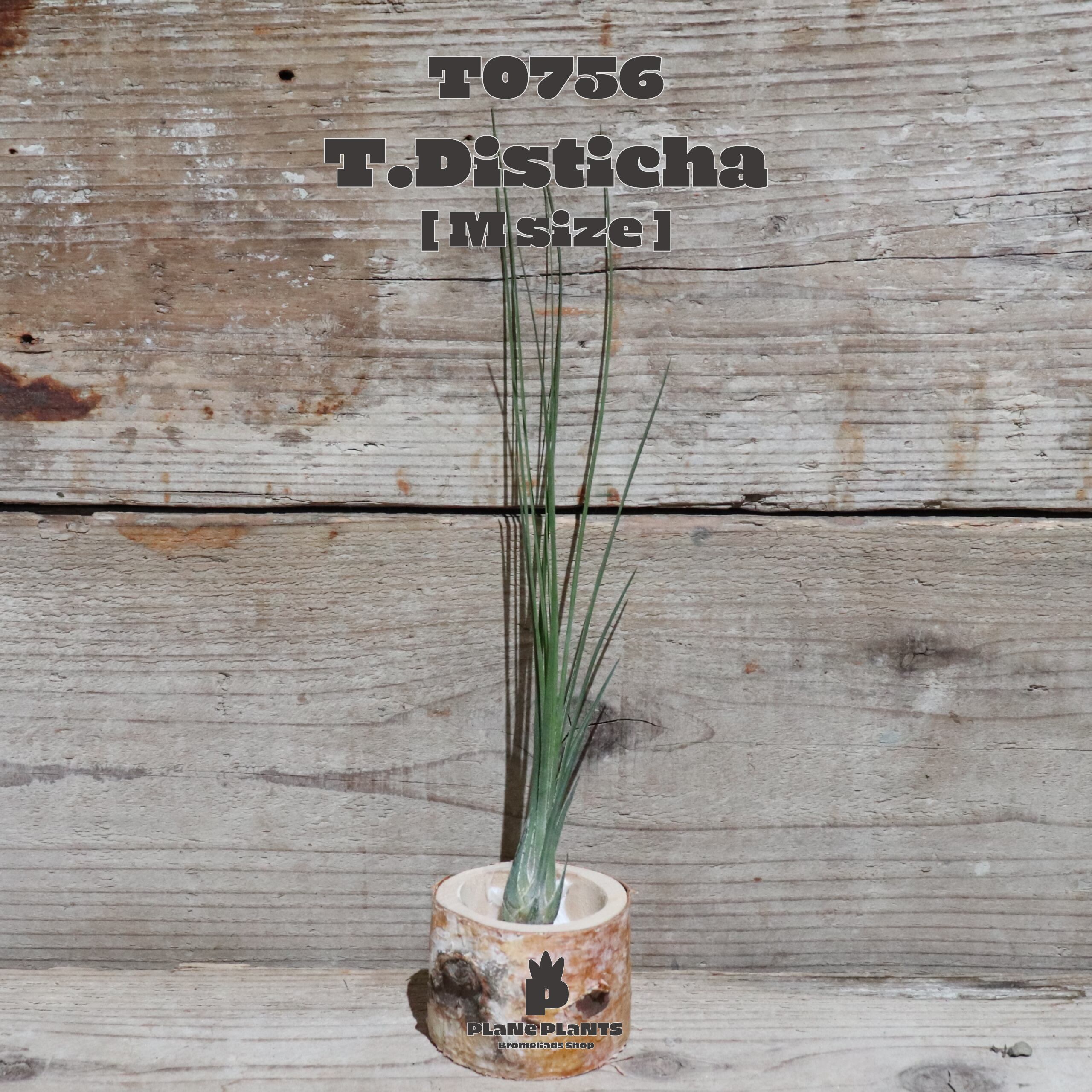 【送料無料】ディスティカ〔エアプランツ〕現品発送T0756