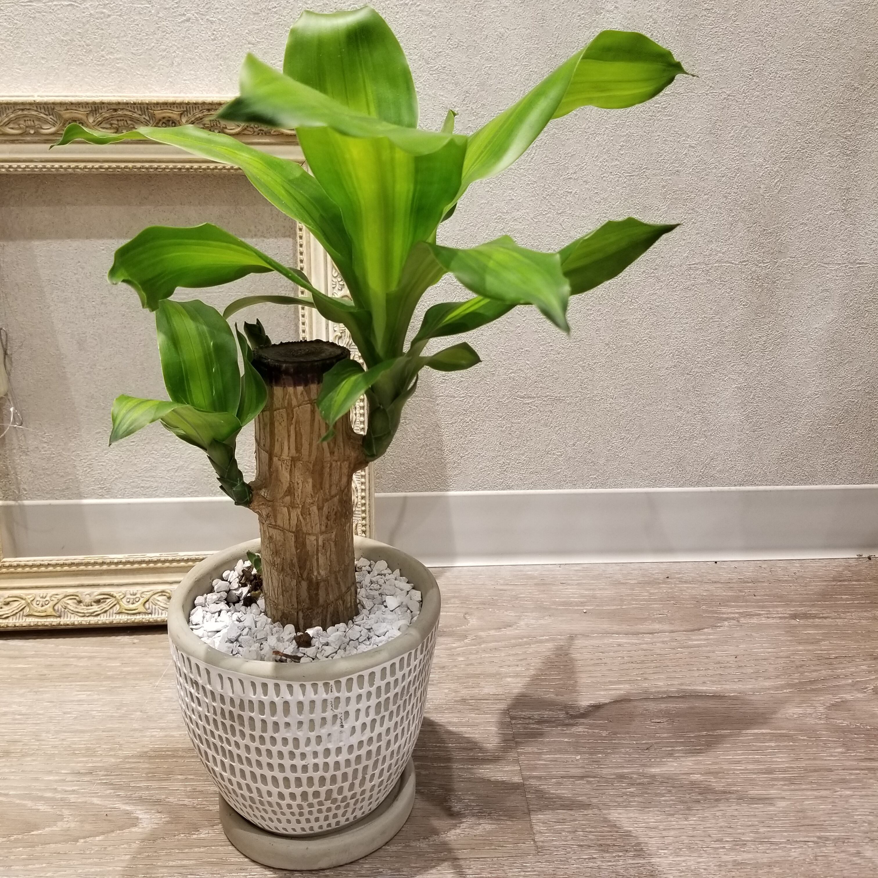 一点もの ドラセナ マッサンゲアナ 観葉植物 幸福の木 Happy Tree 人気 初心者おすすめ 陶器 ギフト お祝い 開店祝 新築祝い 引越し祝 自分にギフト フラワーギフト専門店 Conoka Online Shop お花や観葉植物で記念日を彩る