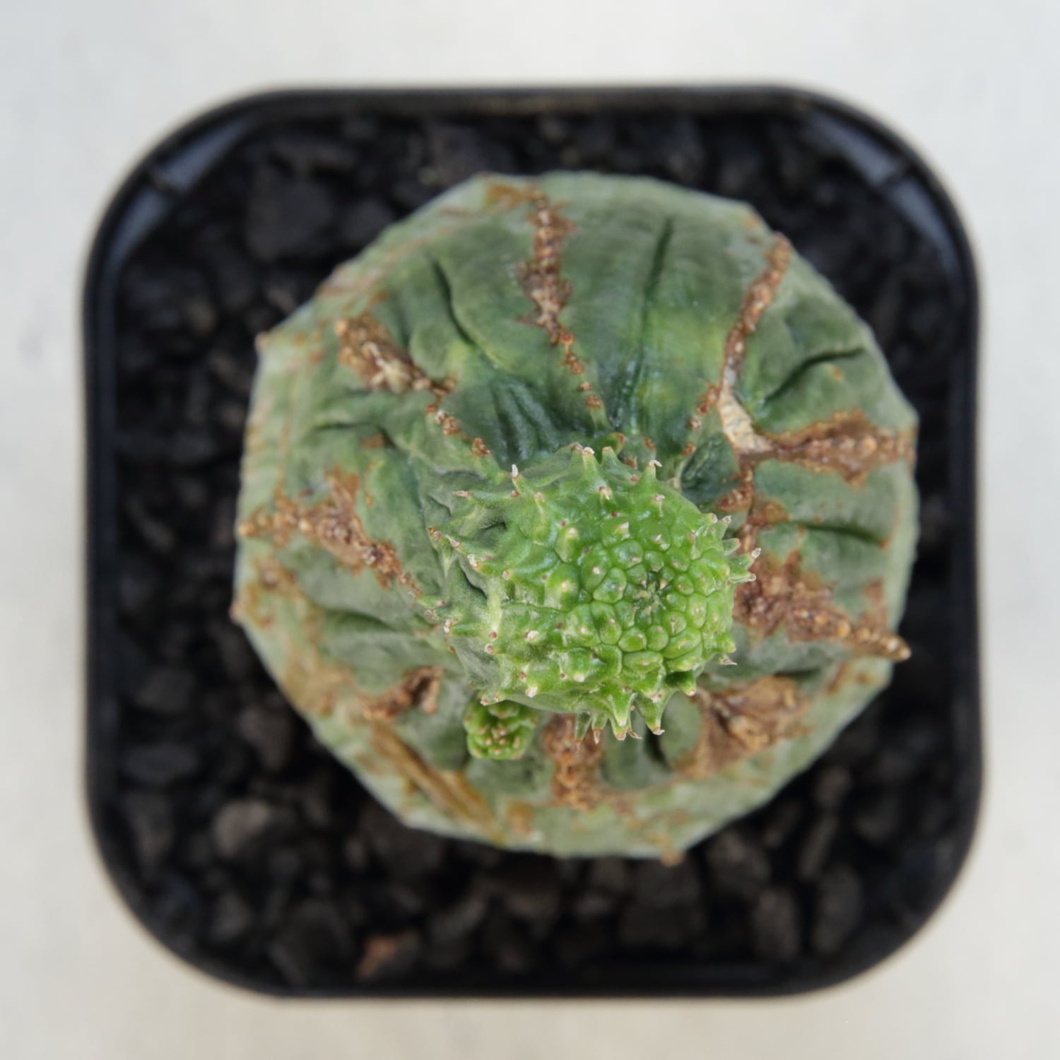 RETAKE 捻じれ モンスト オベサ / ユーフォルビア | LIGHTHOUSE