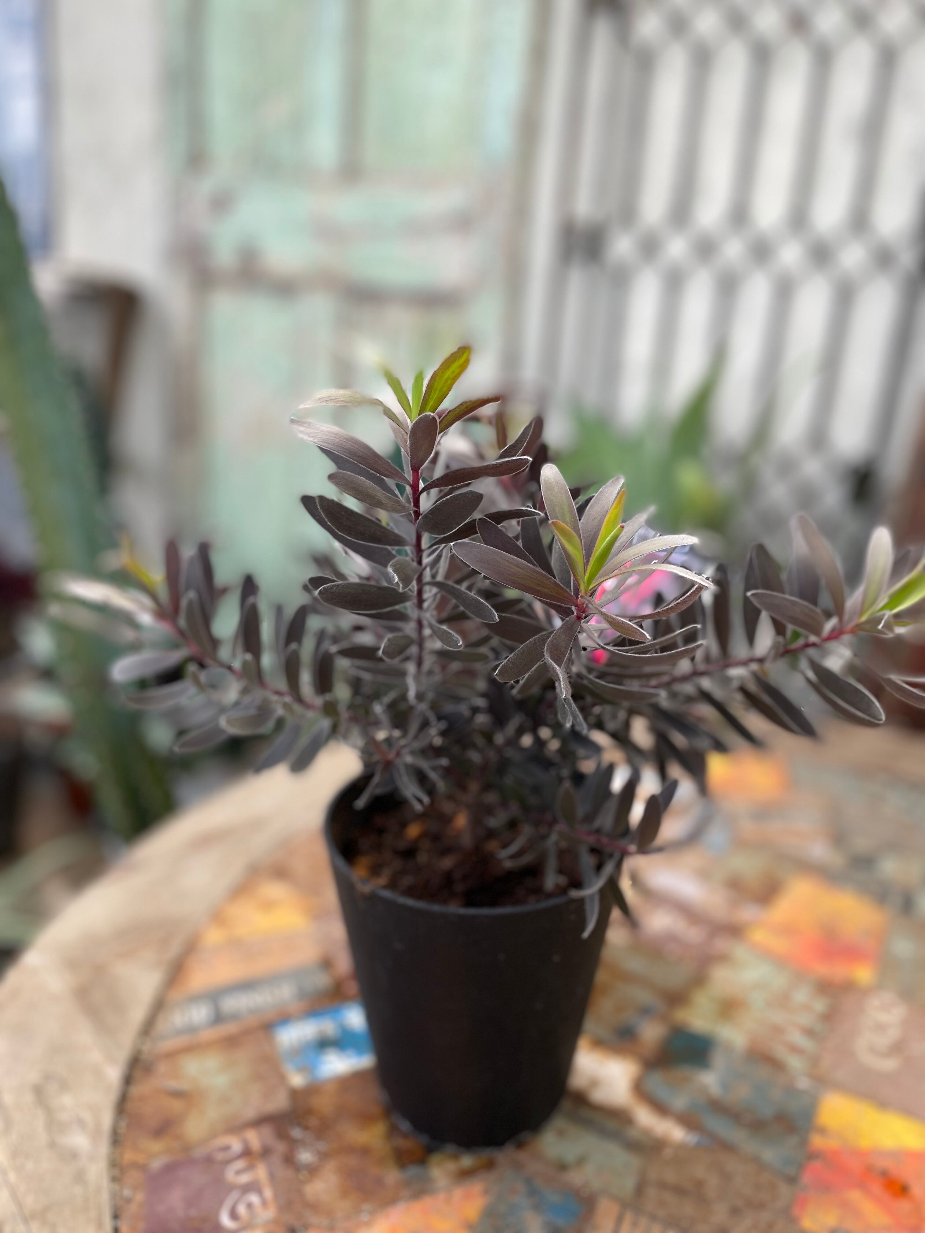 リューカデンドロン・デュリフ① | 沼ノ上農園