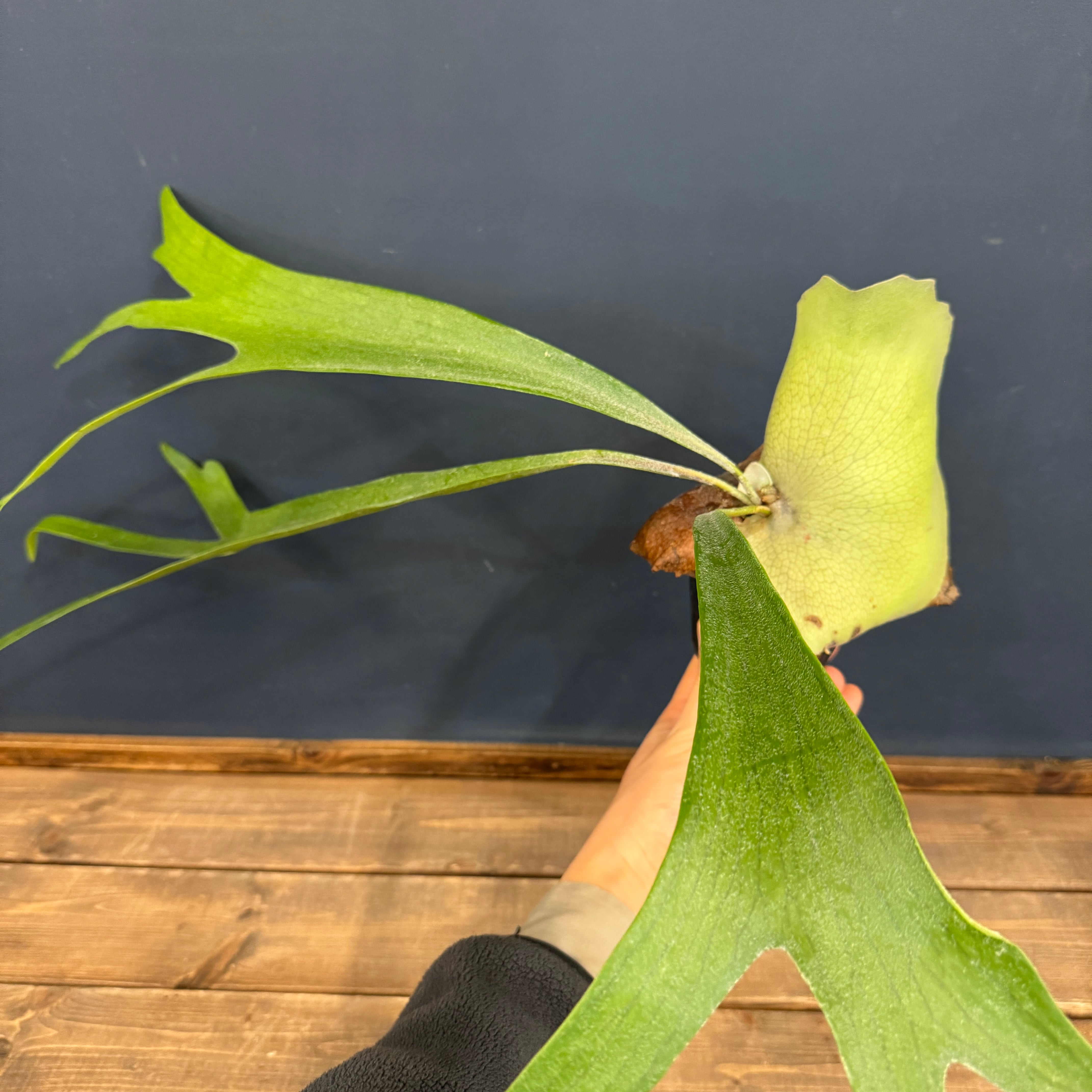 ビカクシダ | PROTOLEAF プロトリーフ