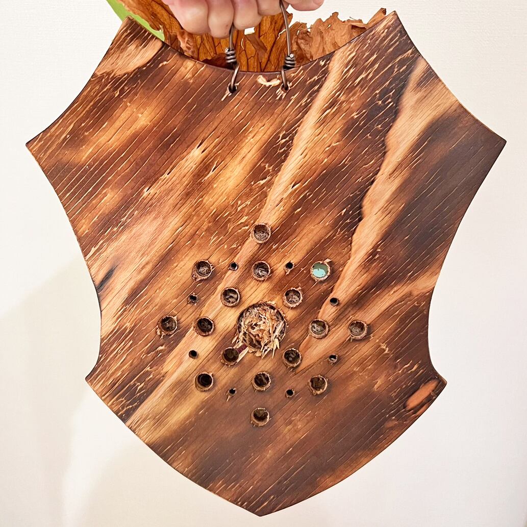 ビカクシダ エレファントティス 大株 板付 【観葉植物 壁掛け コウモリ