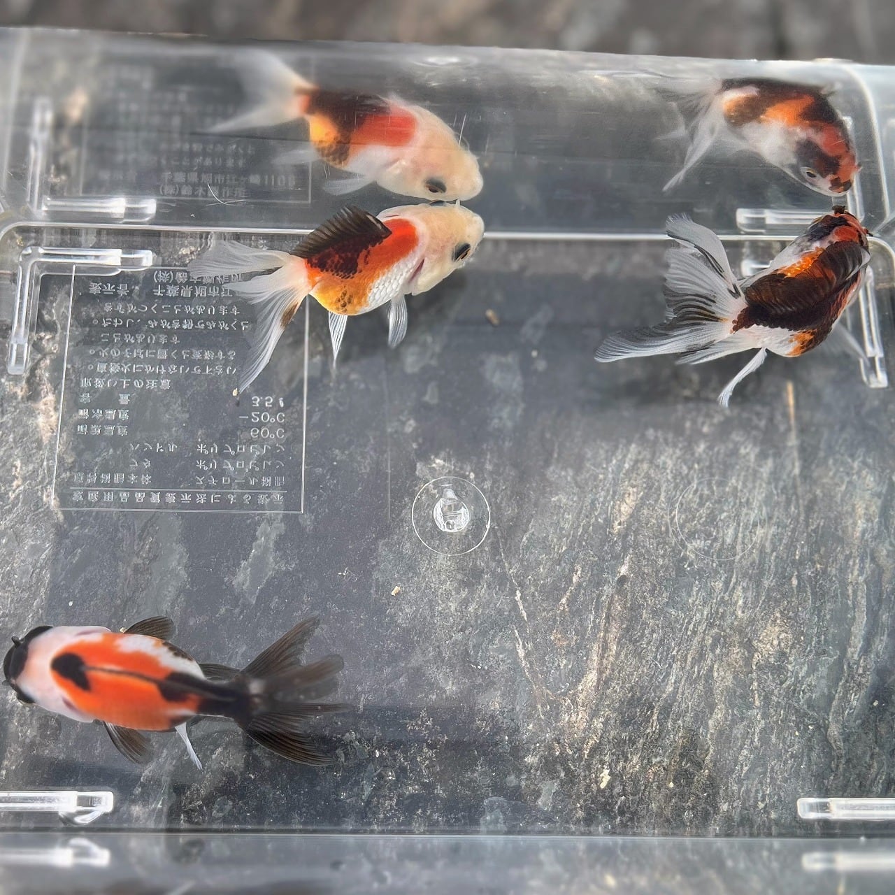 トリカラーオランダ No4