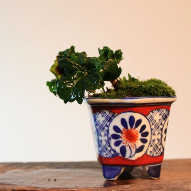 雑木盆栽 竜神蔦 盆栽と山野草の植物店 八百日 Yaoca Bonsai Plants