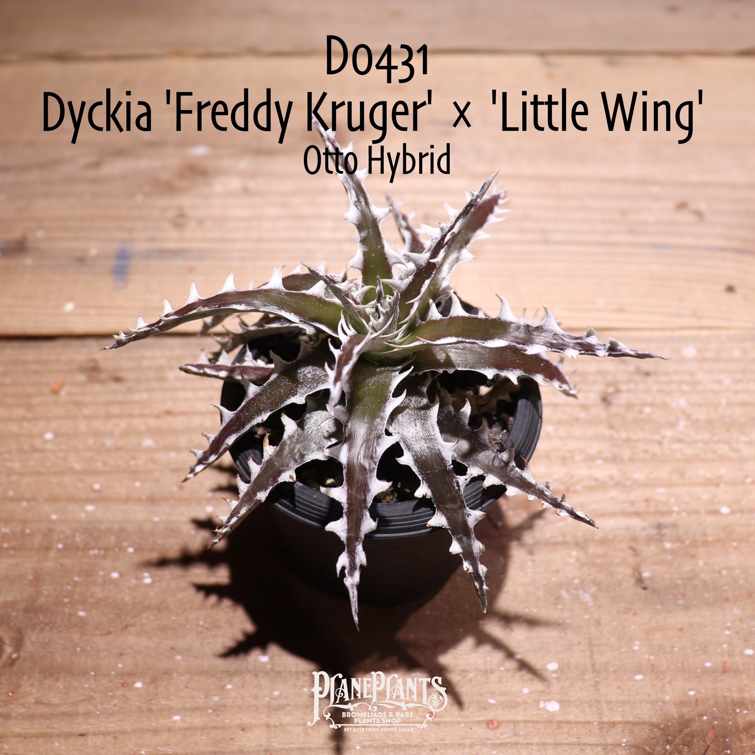 抜き苗送料無料】 'Freddy Kruger' × 'Little Wing' 〔ディッキア