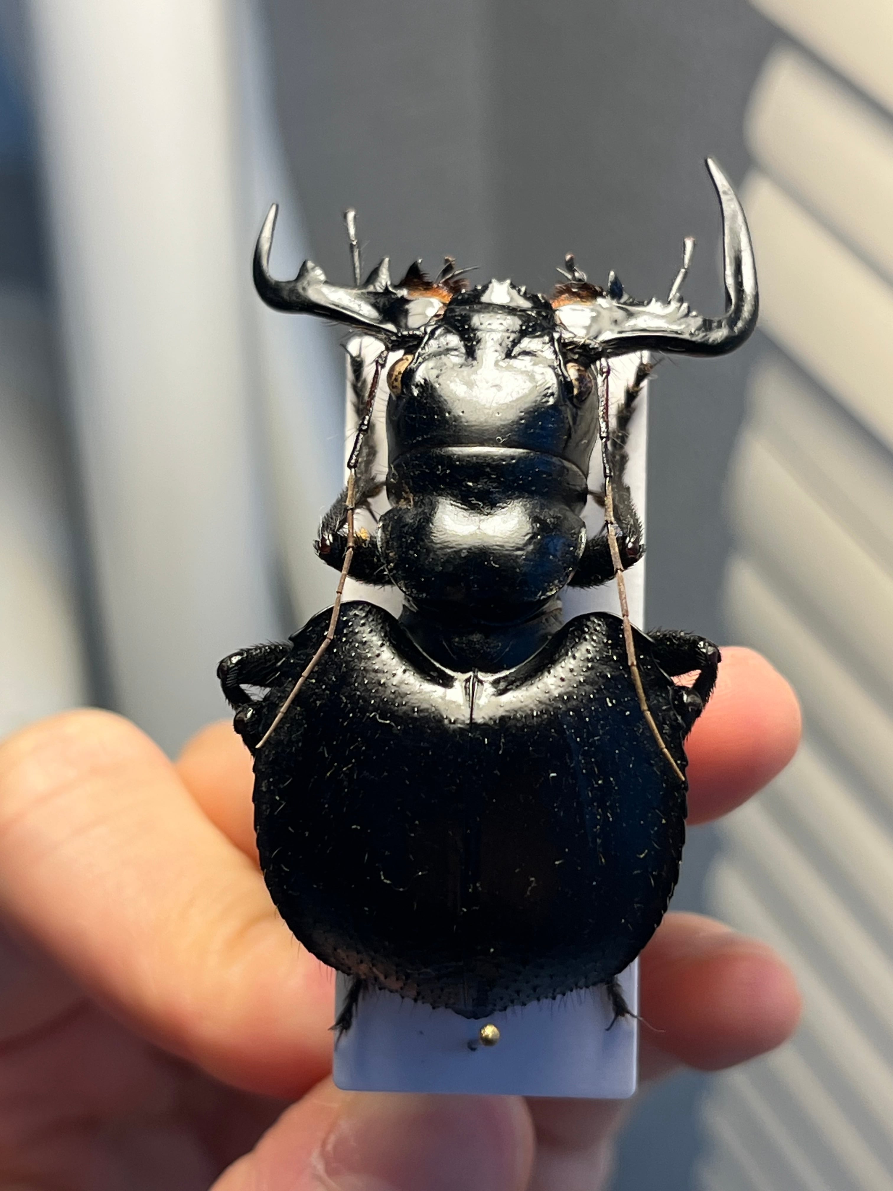 大閻魔斑猫最大種】オオエンマハンミョウ Manticora タンザニア産 昆虫