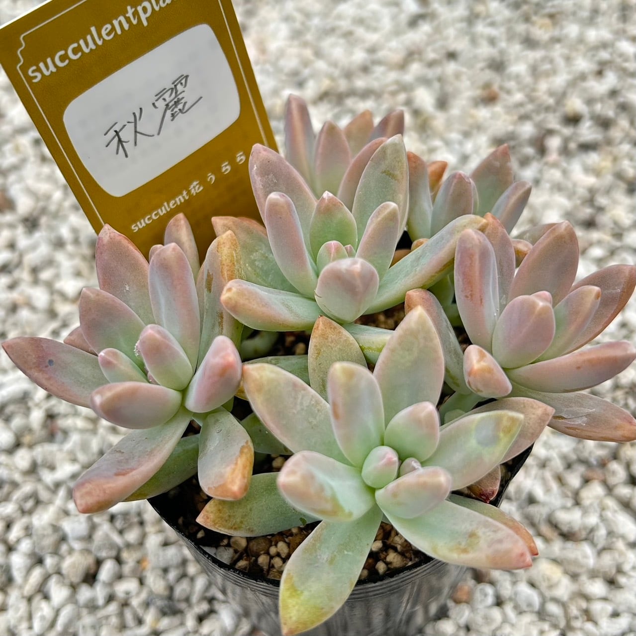 ALL ITEM | Succulent 花うらら 〜多肉植物