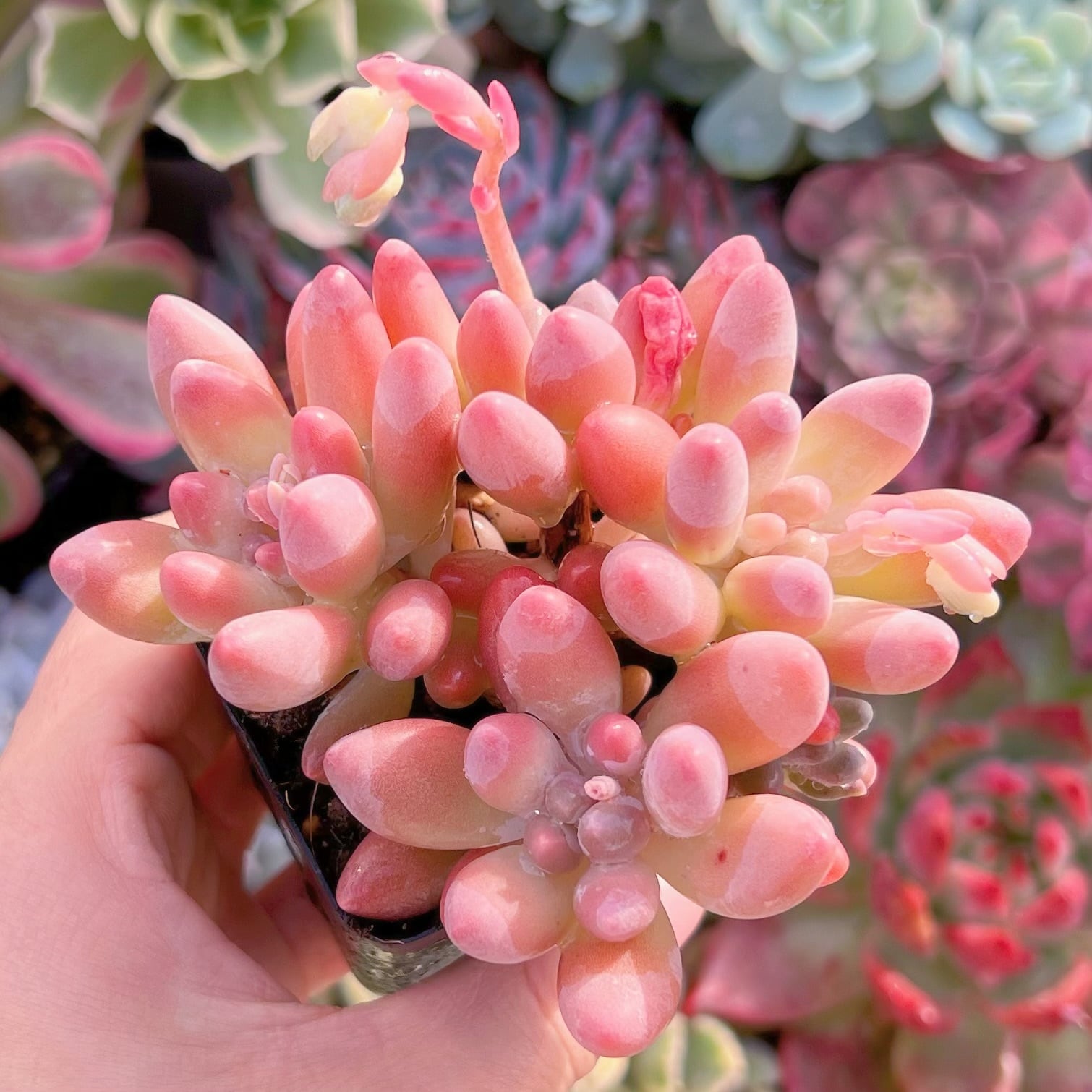 現品　紫星美人#A27　群生　るる農園