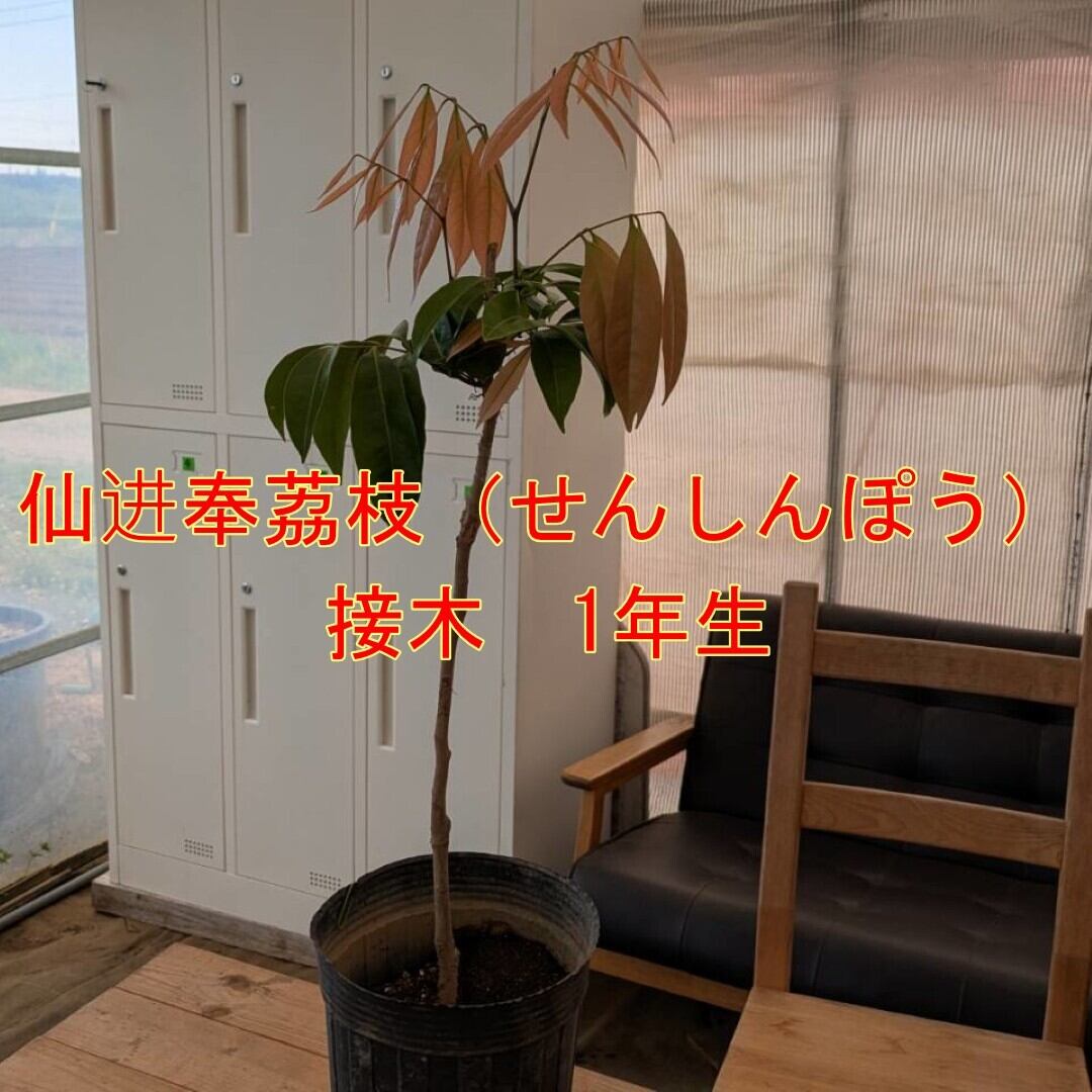 激安オークション仙進奉 センシンホウ ライチ苗木 接木苗 1本