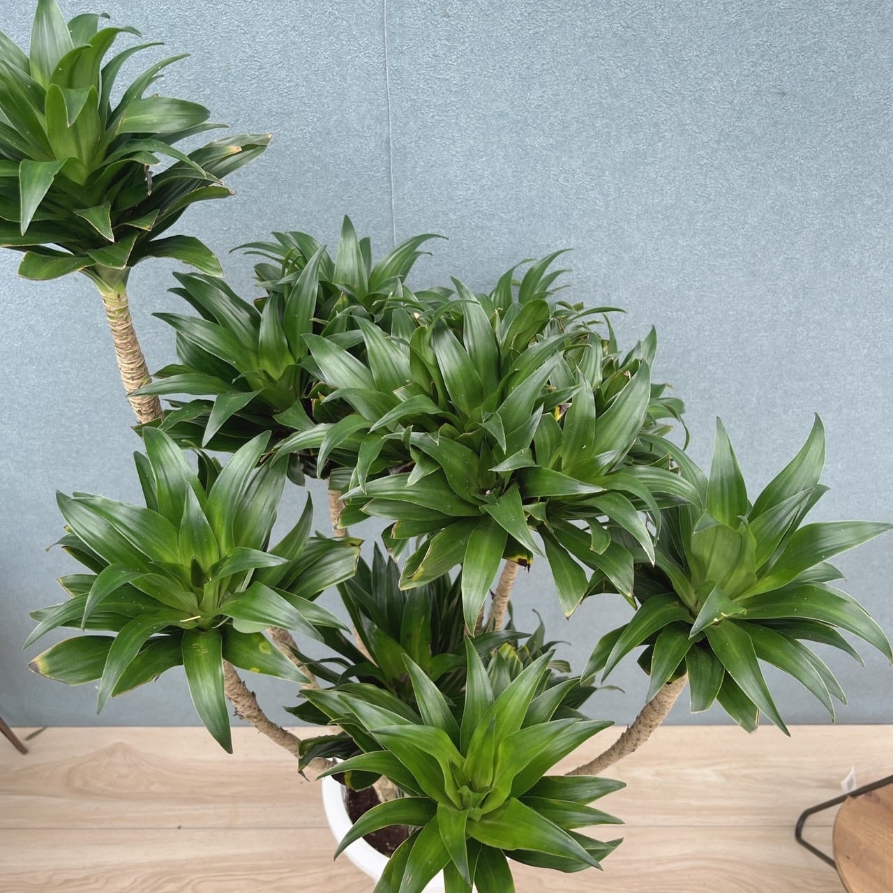 ［現品］☆一部斑入☆ 17番　ドラセナ　コンパクタ　８号　観葉植物　室内　大型 現品］☆一部斑入☆ 17番 ドラセナ コンパクタ 8号 観葉植物 室内