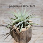 【送料無料】plagiotropica Purple Form〔エアプランツ〕現品発送T1151