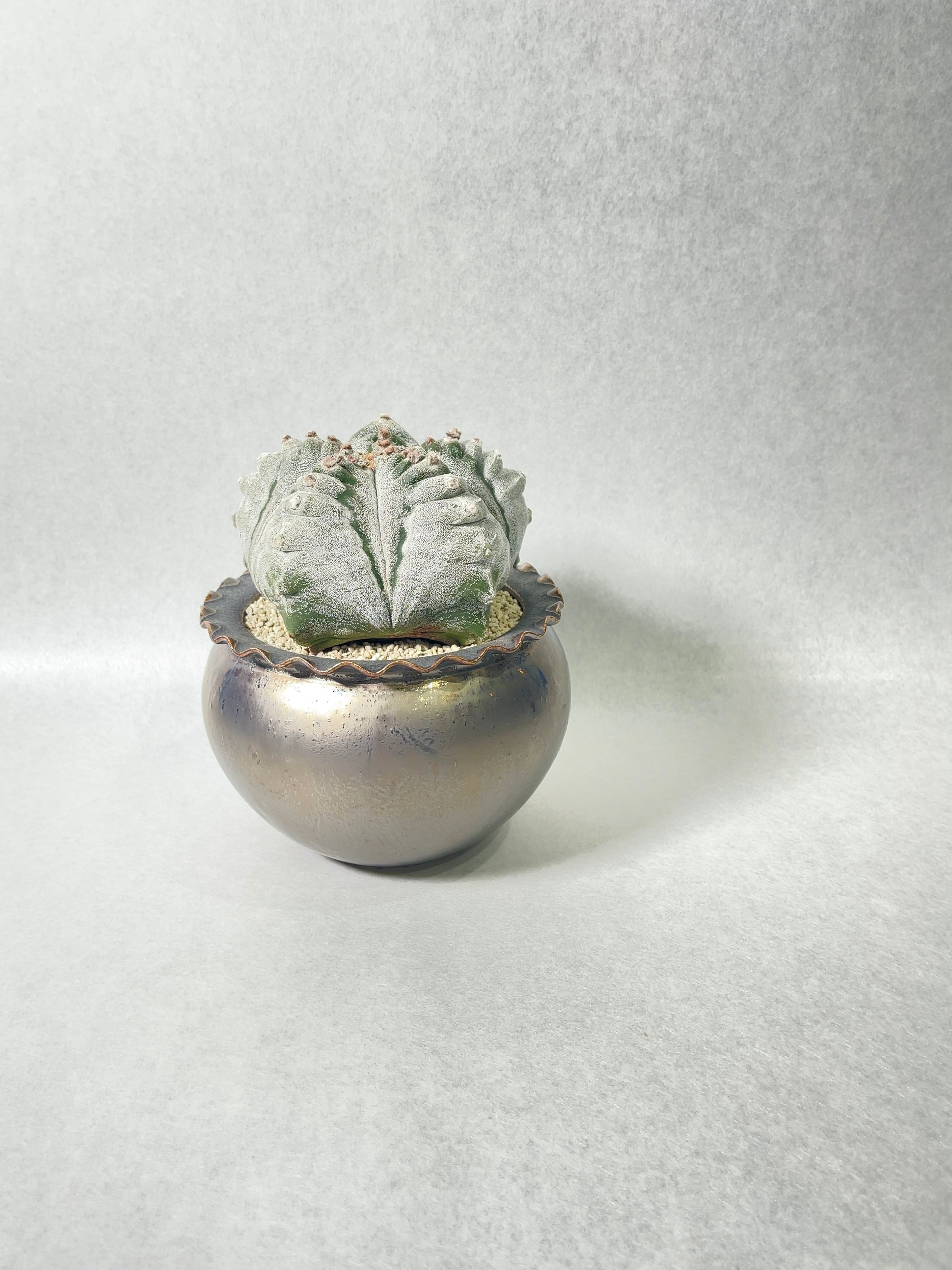 アストロフィツム・肋骨鸞鳳玉 | trigger