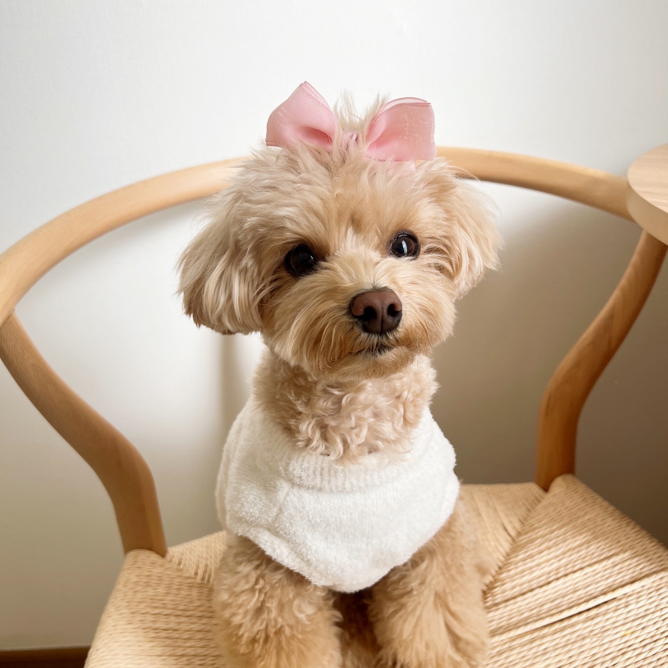 立ってる王冠おリボンパッチン