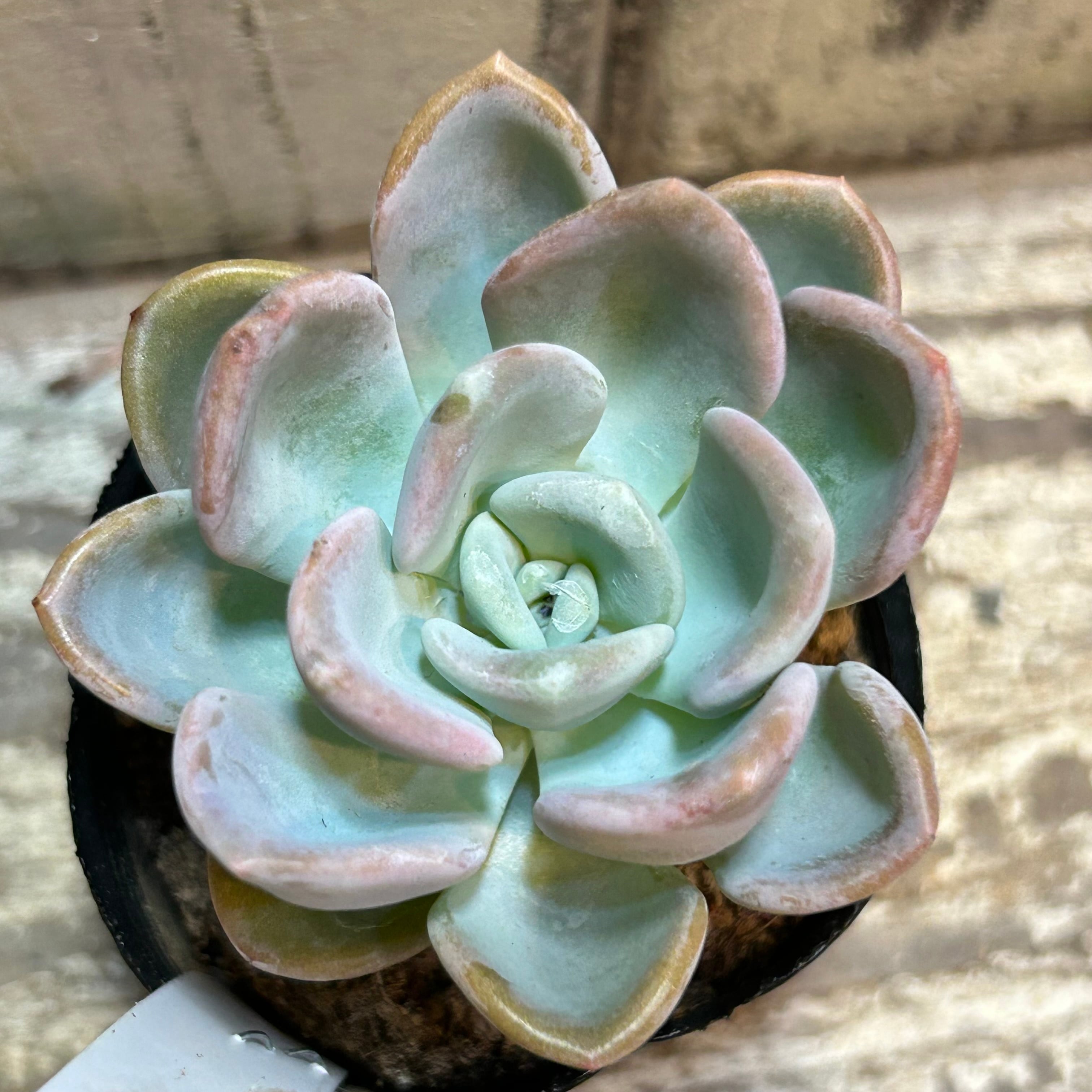 オルペット | RuPo 多肉植物専門店