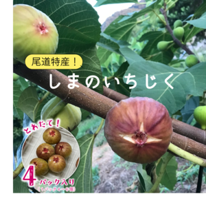 【尾道特産・秋の味覚！しまのいちぢく】4パック