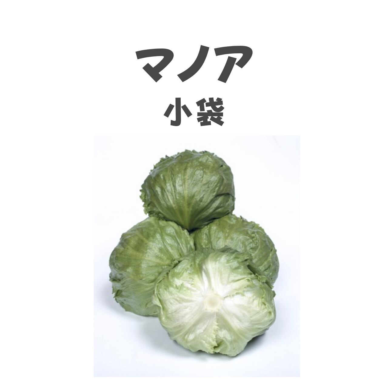 マノア レタス種子・小袋