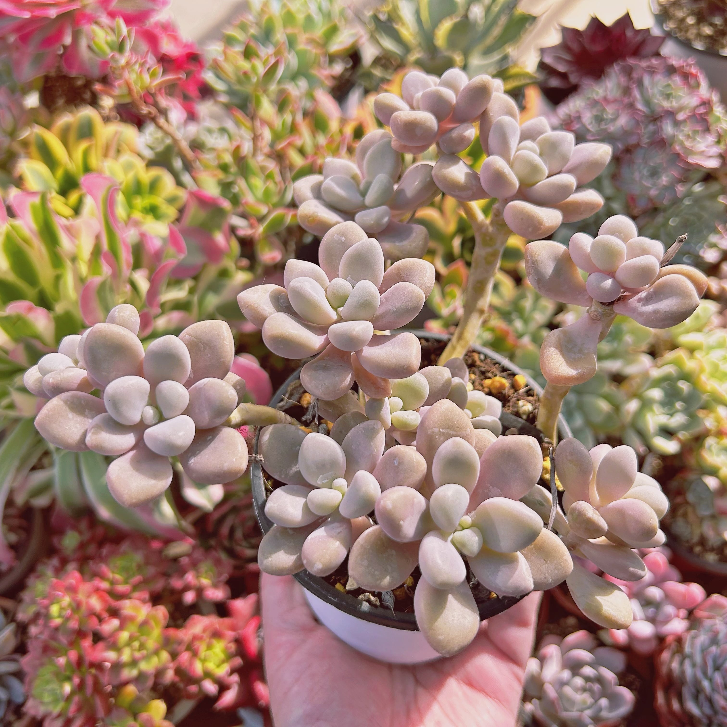 現物　多肉植物　Graptopetalum エイレン　抜き苗