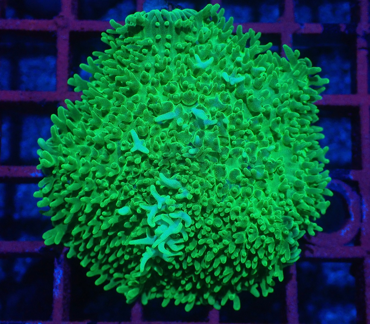 寒水ブリード Rhodactis Premium