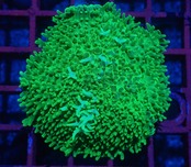 寒水ブリード Rhodactis Premium