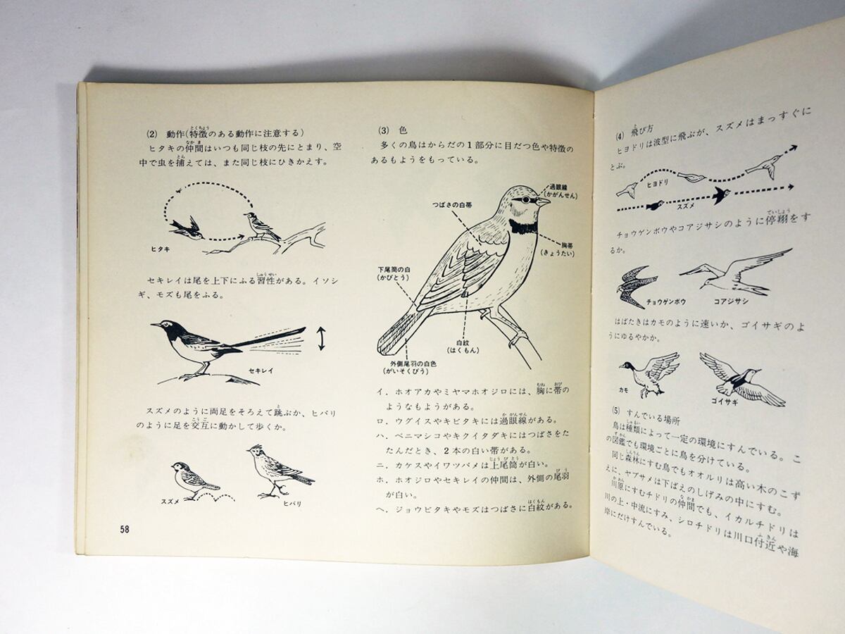 鳥（真下弘 著） - 学習コンパクト図鑑5 | bookstore ナルダ
