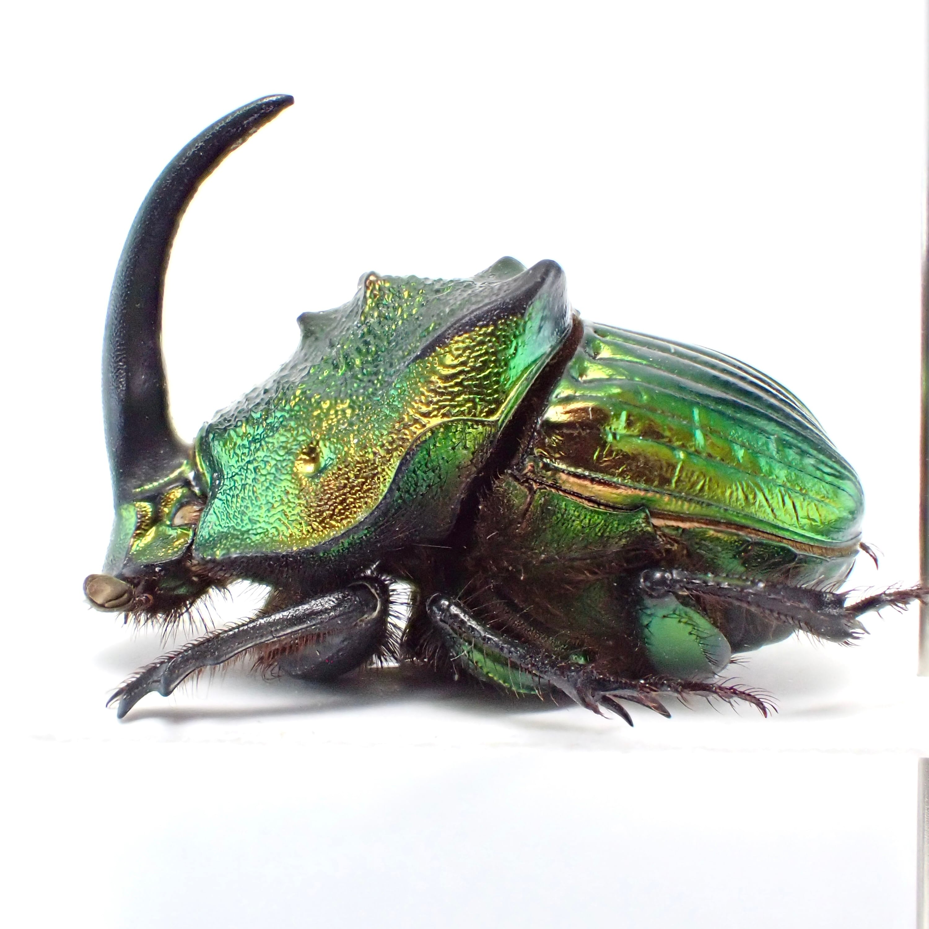 メキシコ産 Phanaeus mexicanus ♂ 22mm 緑橙 XL | 昆虫標本 Diggers