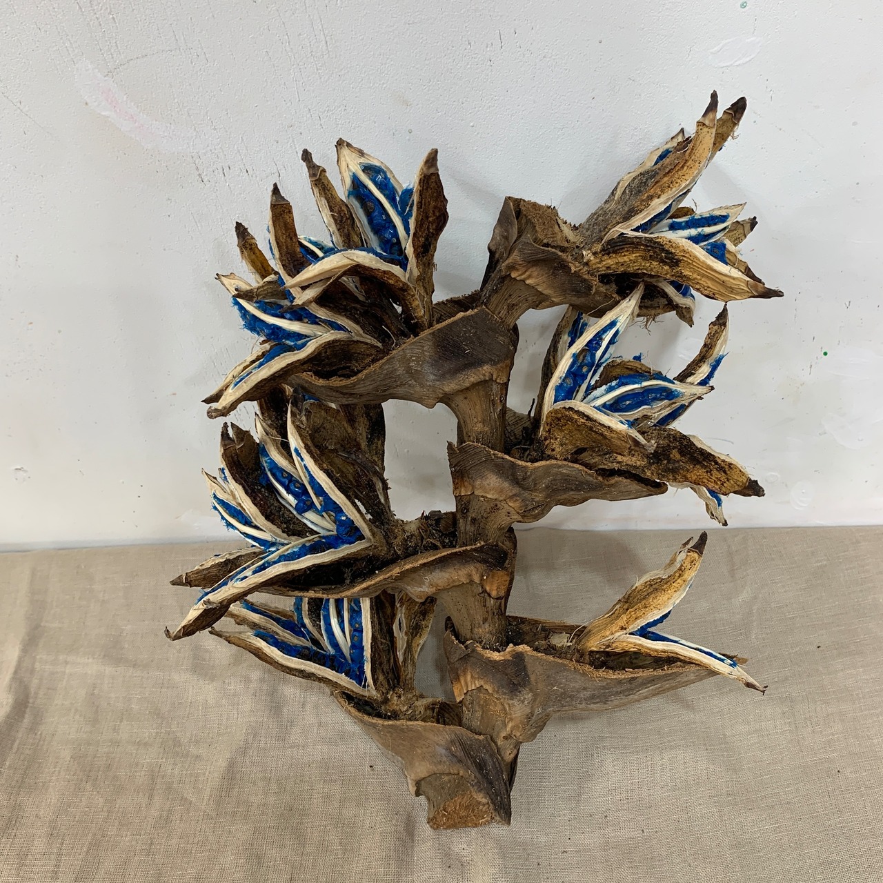 ②旅人の木 A級品 | MADE in Nature 1shigaki