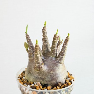 ①《 Adenium Arabicum 'Black Skin'》アデニウム・アラビカム ‘ブラックスキン’   塊根植物　コーデックス
