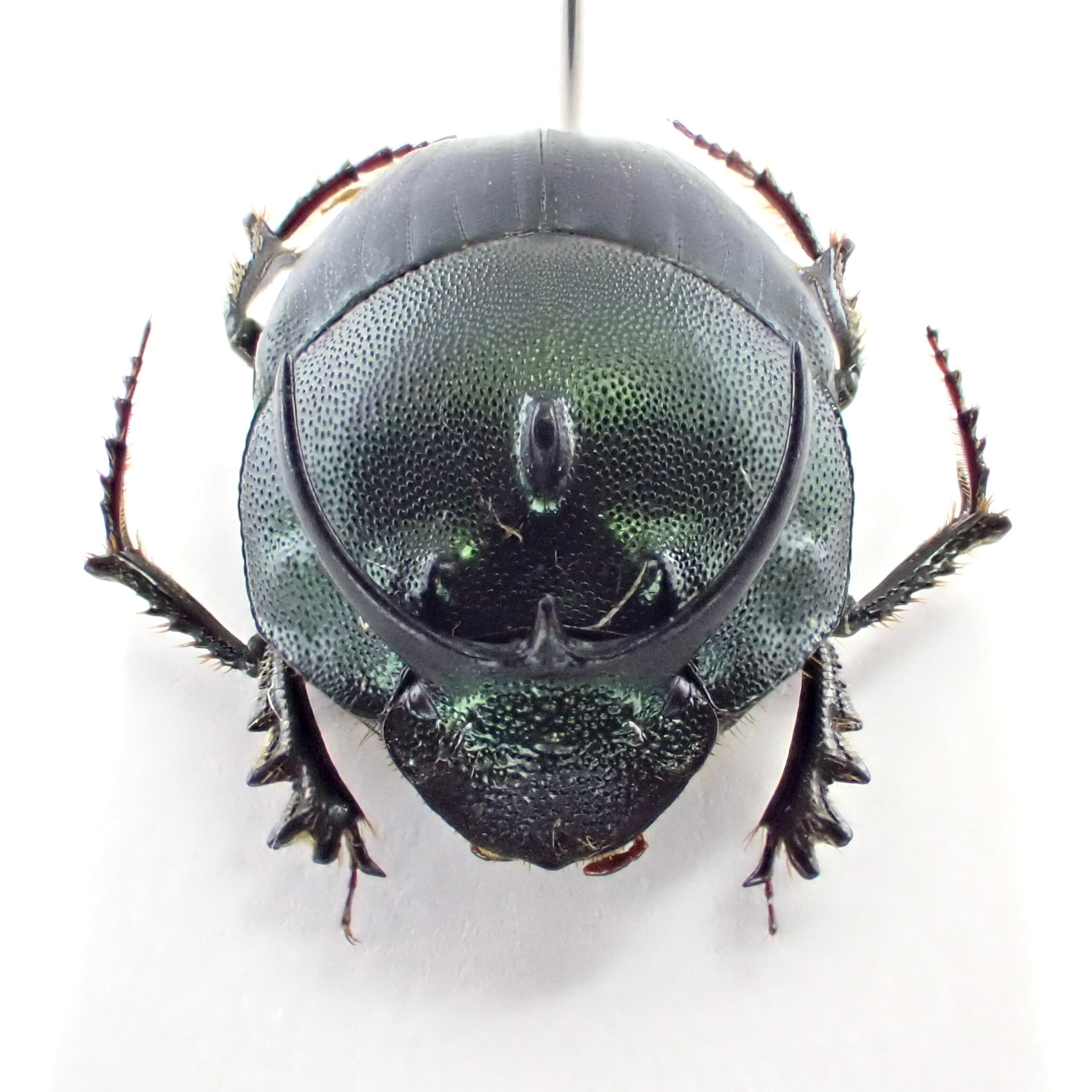 タンザニア産シカツノコガネ 18mm タンザニア産シカツノコガネ 18mm タンザニア産シカツノコガネ 18mm