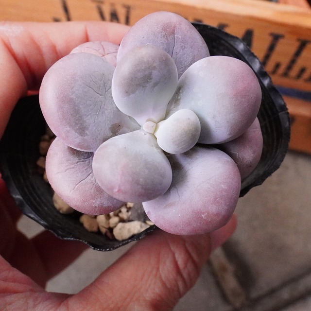 ※再入荷※【クープ美人】大人気　むっちり　美人系　韓国多肉　