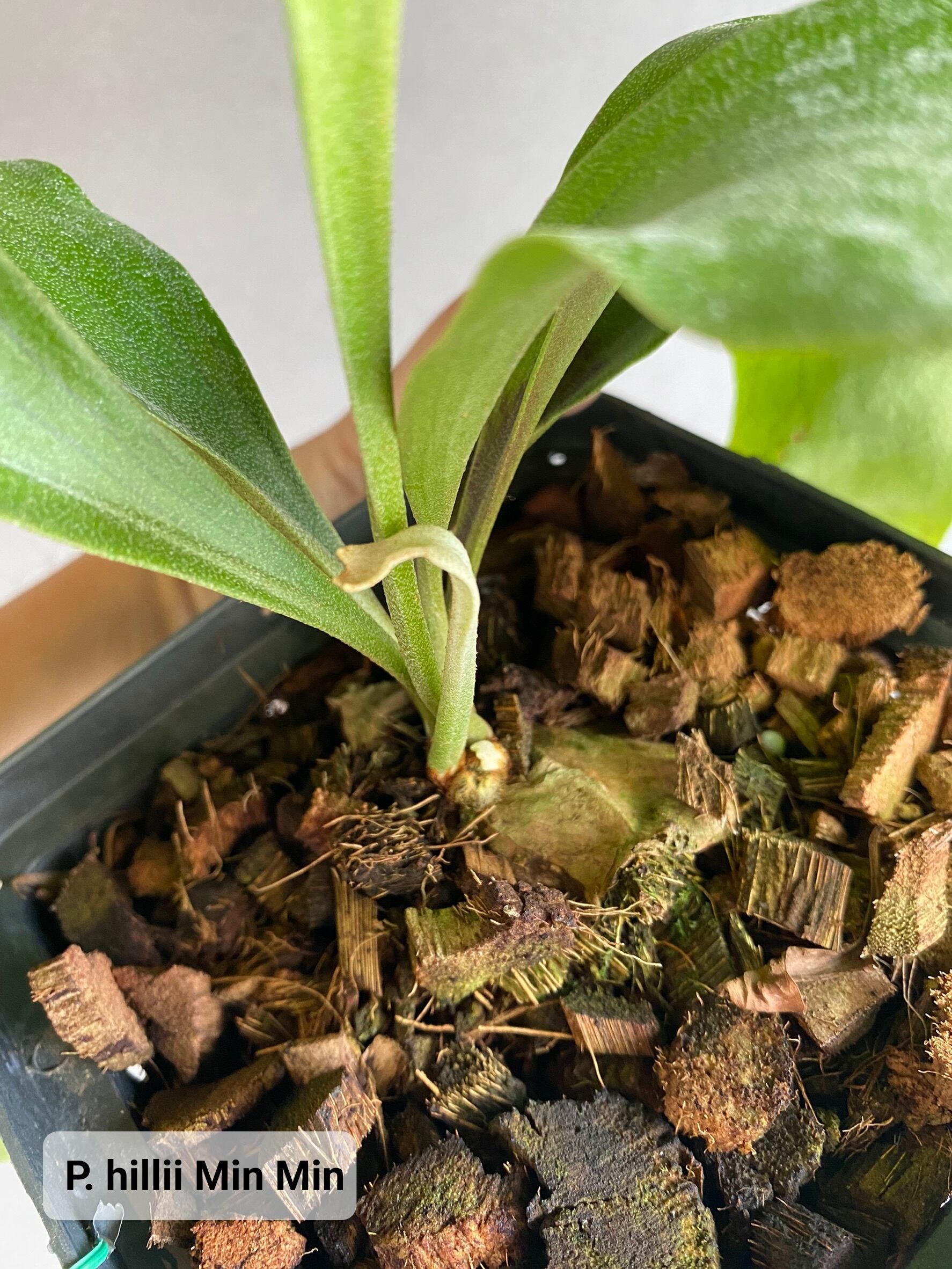 P.Hillii Min Min【artPLANTs】ビカクシダ/Platycerium | artPLANTs