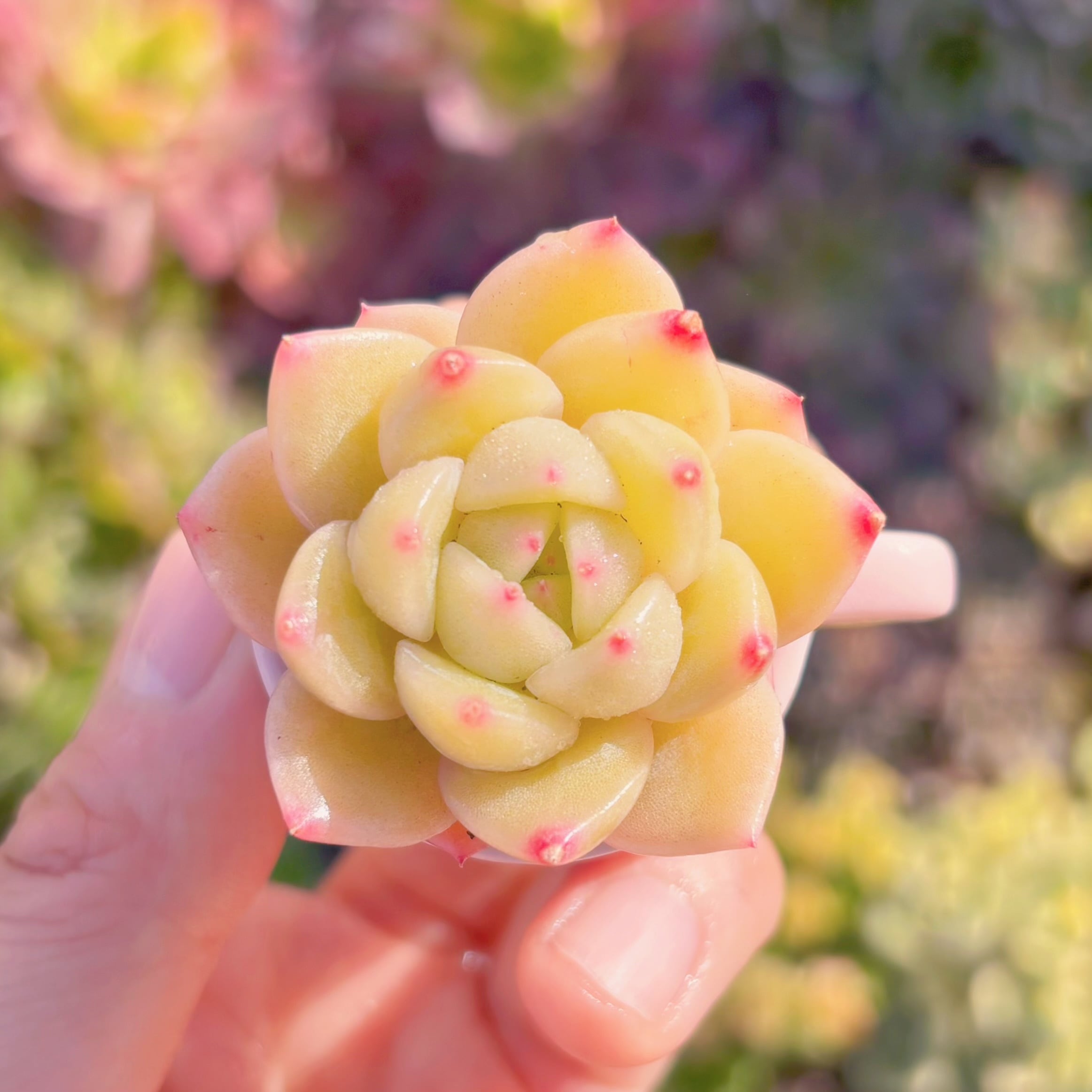 多肉植物　マルガン・イエロー　新入荷　るる農園