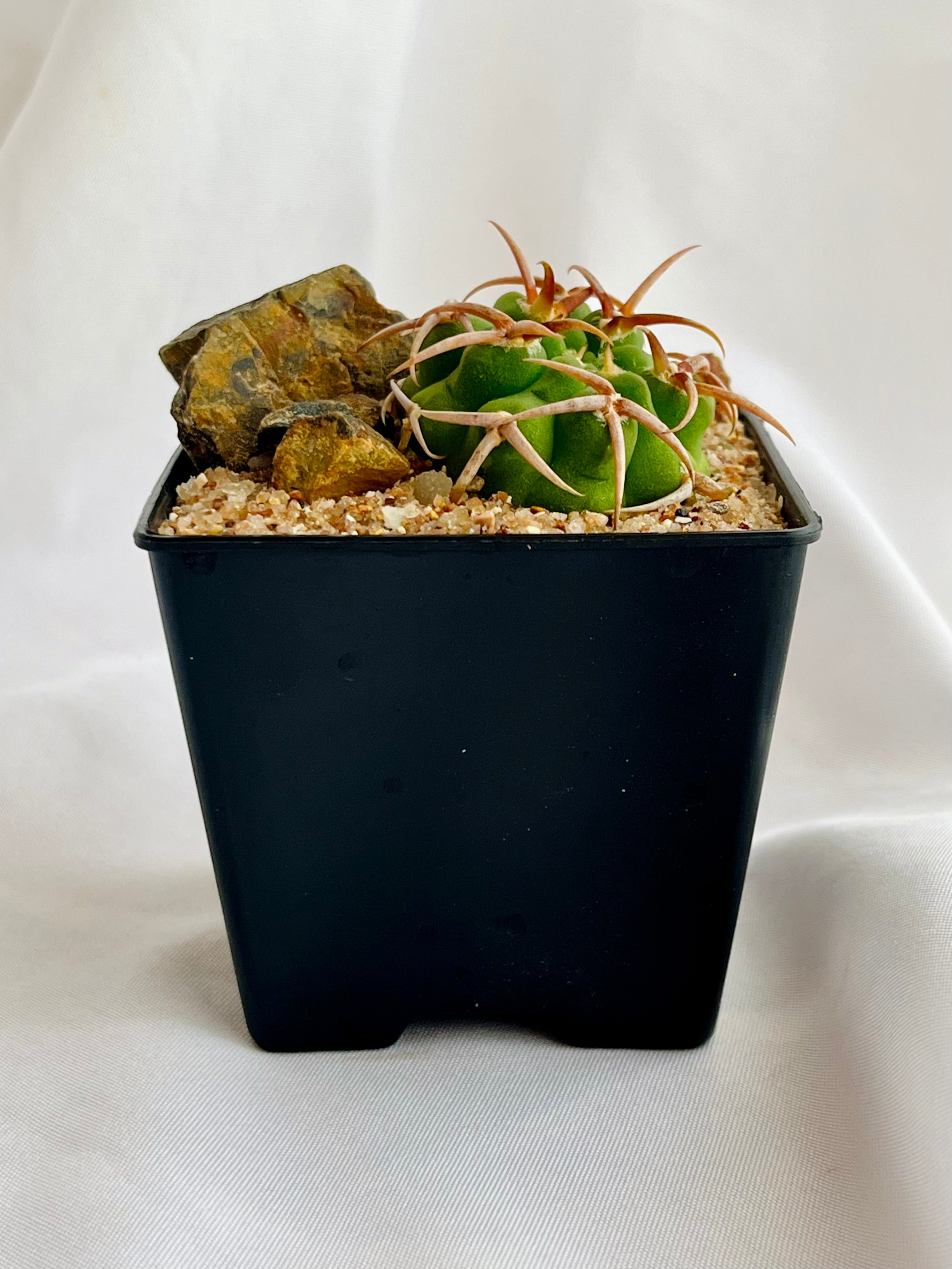 Gymnocalycium mostii ssp. ferocior ギムノカリキウム フェロシオール