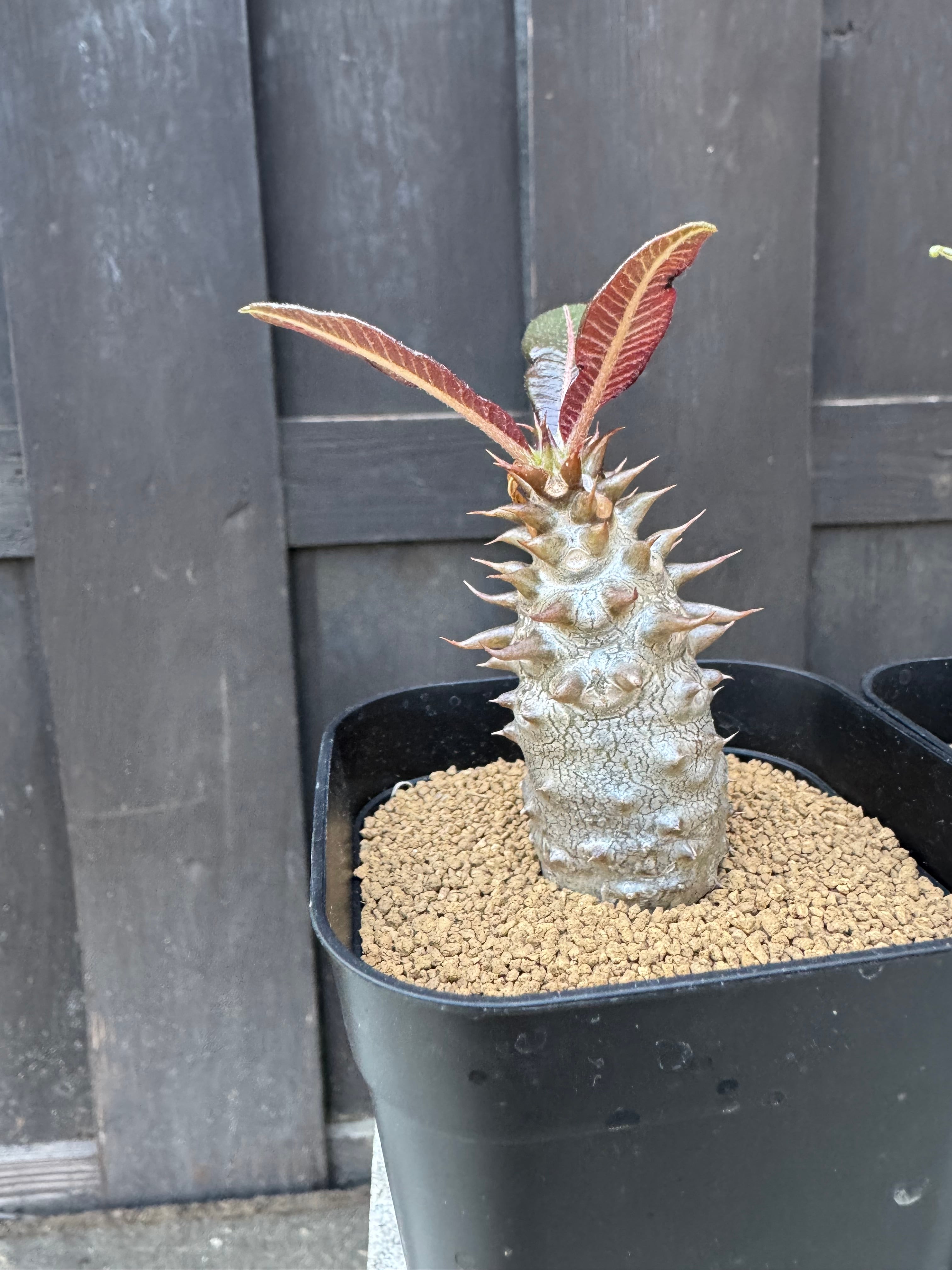 パキポディウム・バロニー 輸入種子100粒 Pachypodium 種子