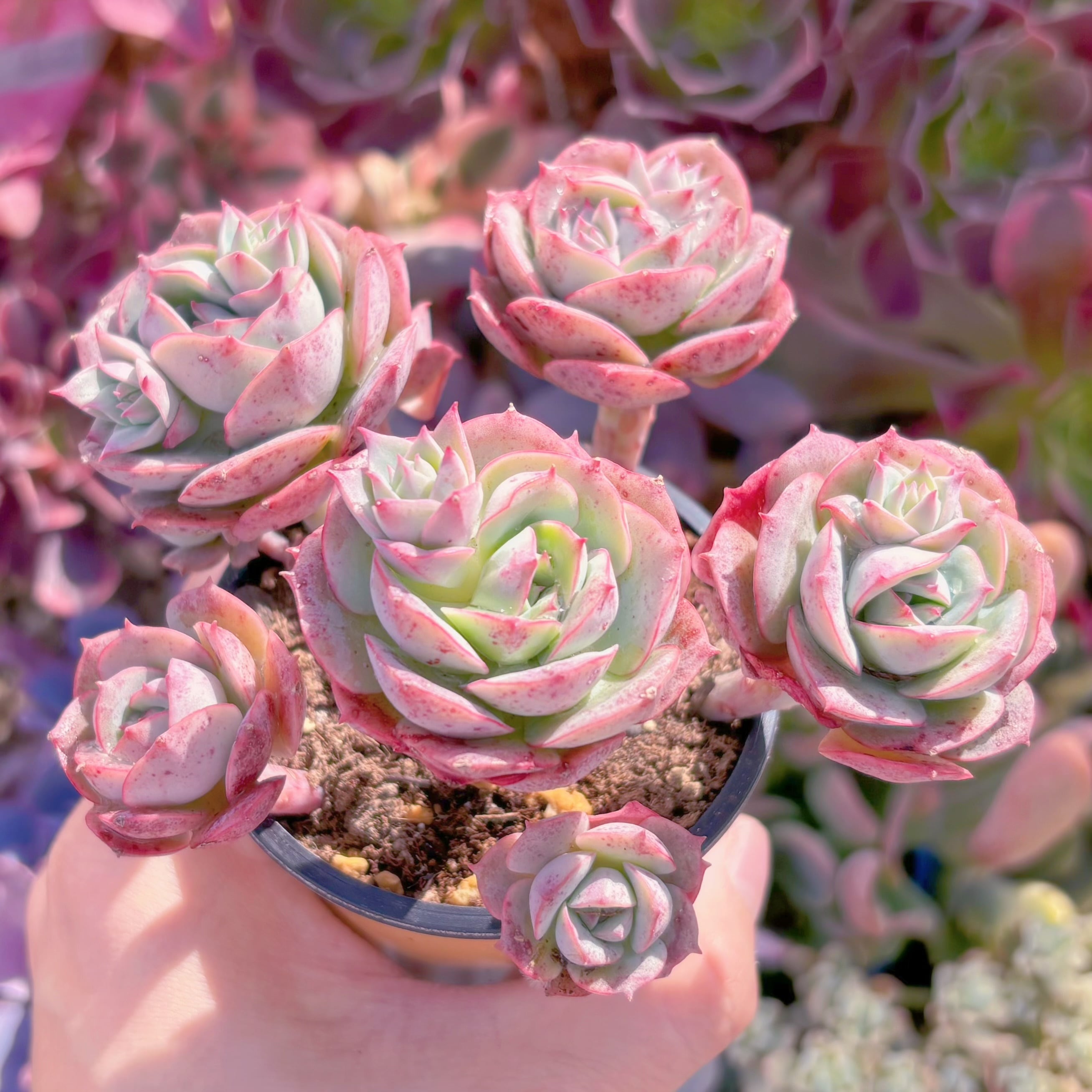 多肉植物　イタリアローズ　群生　新入荷　るる農園