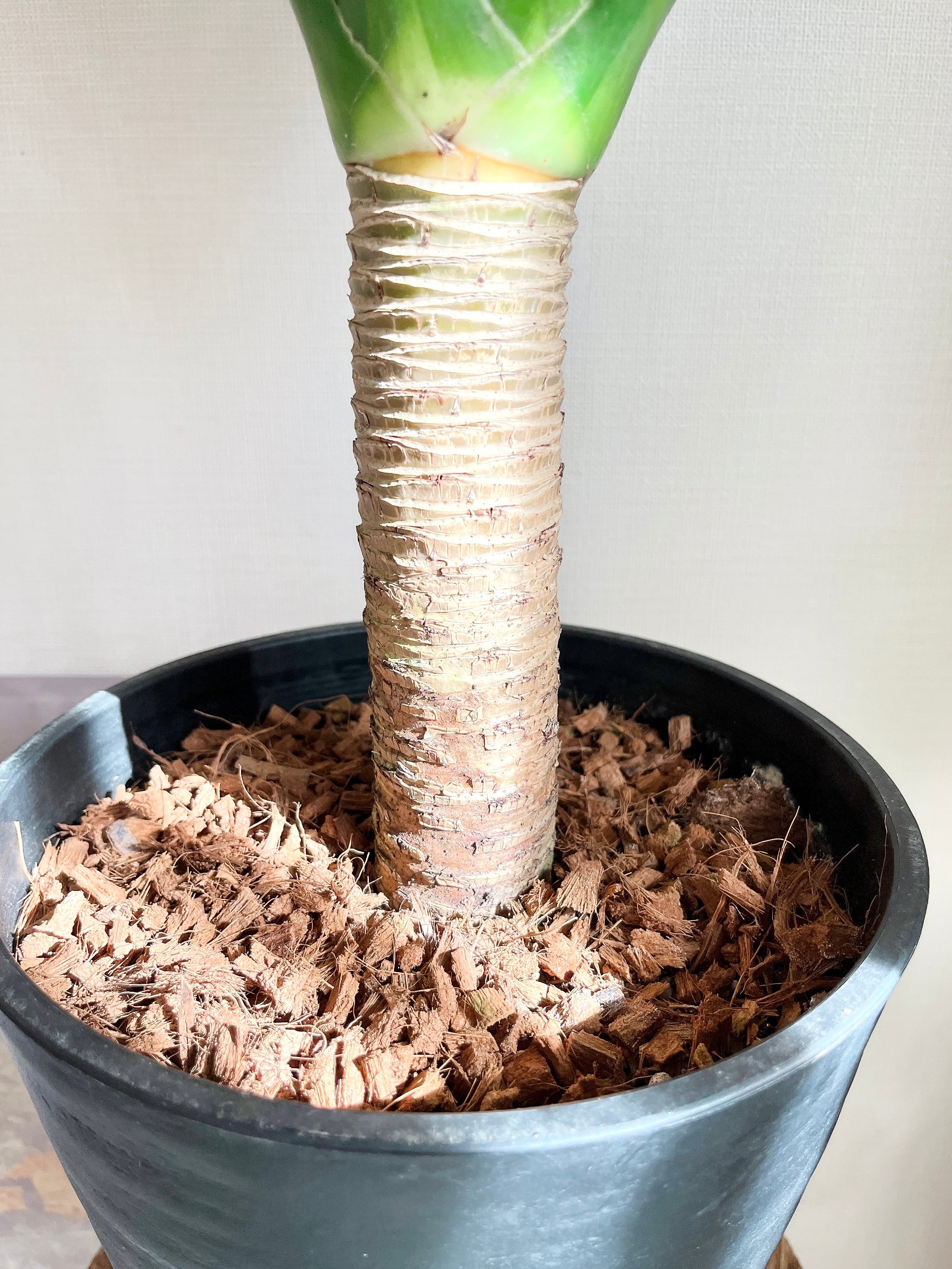 GREEN フラワー・ガーデニング 【現品】ドラセナ・カンボジアーナ 多頭