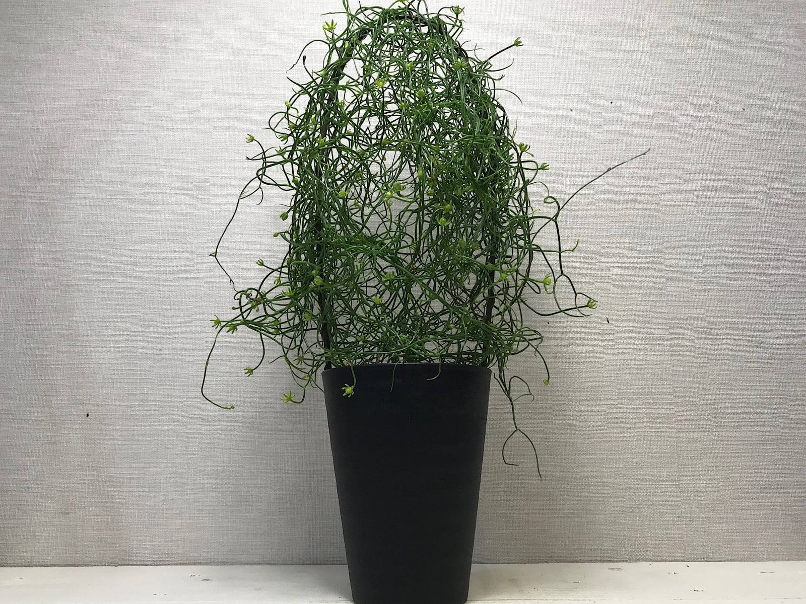 ボウィエア  蒼角殿